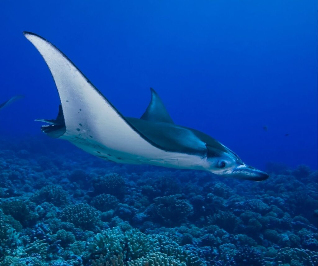 whatsapp image 2025 08 01 at 00.28.31 (1)